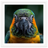 Blue And Gold Macaw Face Focused Portrait thumbnail