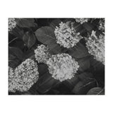 Hydrangeas | Black & White Landscape (Print Only) thumbnail