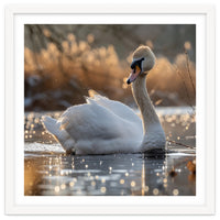 Majestic Swan On Calm Water During Sunset Nature Scene