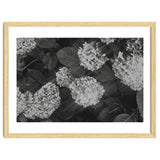 Hydrangeas | Black & White Landscape thumbnail
