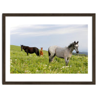Equine Family