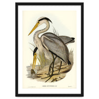 Elizabeth Gould – Great Grey Heron (Ardea leucophaea) | Birds of Australia Illustration