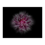 Backyard Flowers No 116 Color Flow Version (Print Only) thumbnail