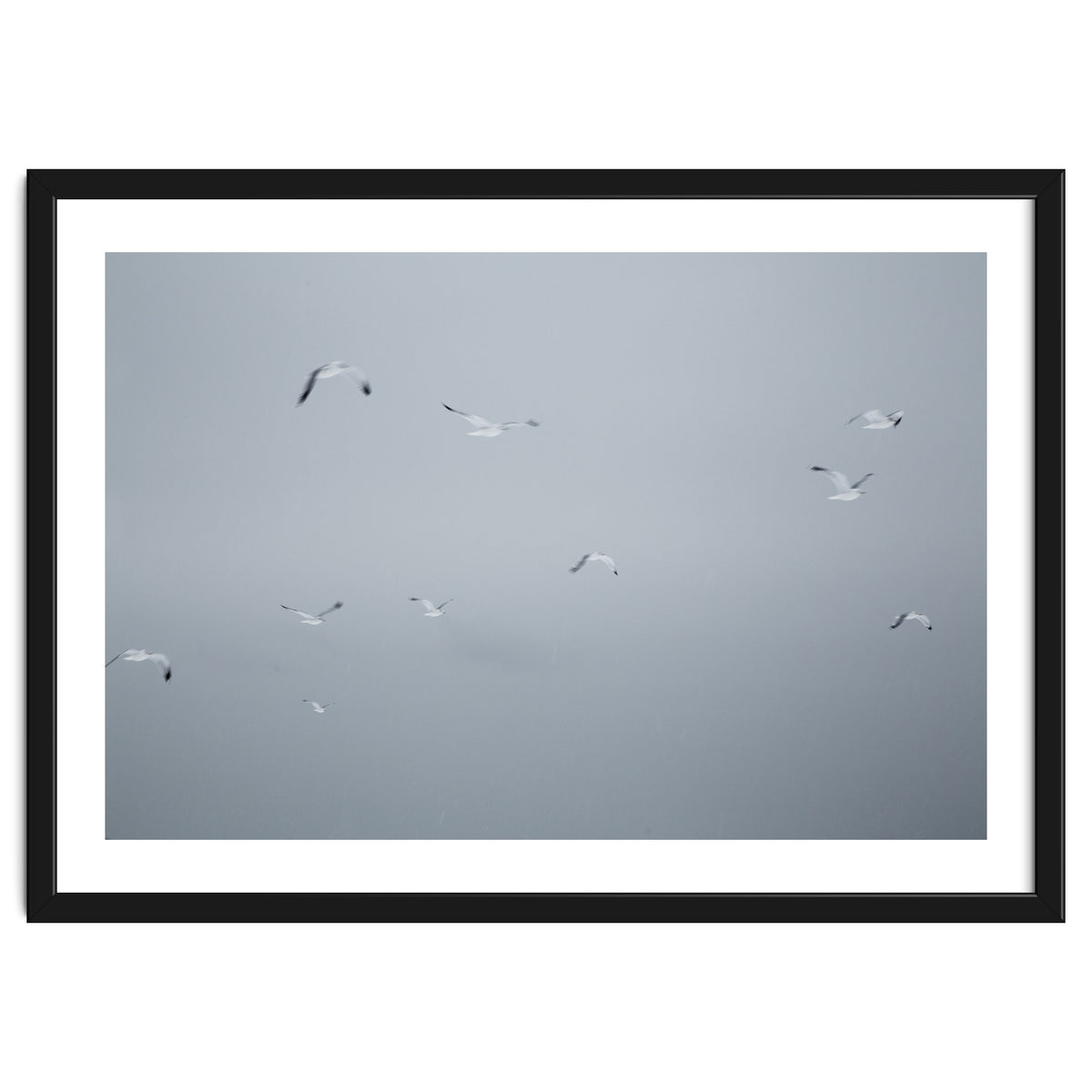 Flying seagulls in the winter sky