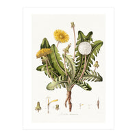 William Curtis – Dandelion (1777–1798) (Print Only)