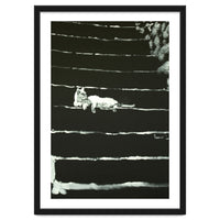 Cat On Stairs