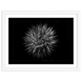 Backyard Flowers In Black And White No 20 Flow Version with Border thumbnail