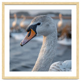Majestic Swan Portrait In Snowy Waters thumbnail