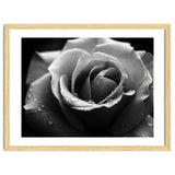 Ethereal Monochromatic Rose Petal Macro thumbnail