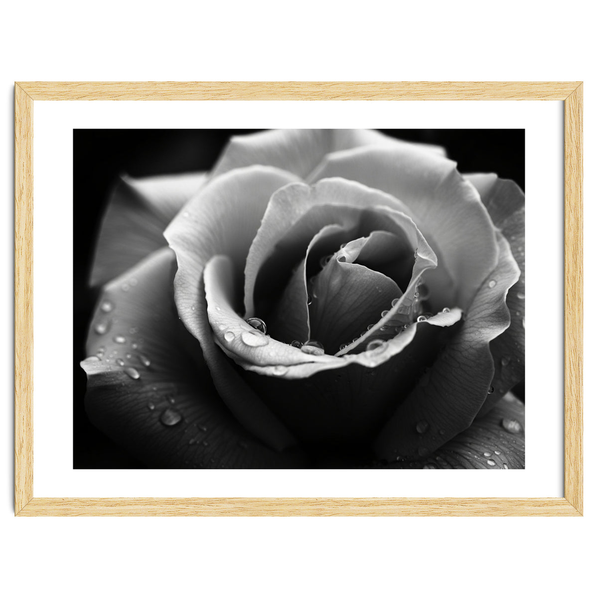 Ethereal Monochromatic Rose Petal Macro