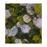 Hydrangeas | Portrait (Print Only)