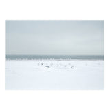 Seagulls in the Snow beach (Print Only) thumbnail