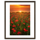 Poppies At Sunset thumbnail