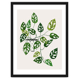 Monstera Obliqua Plant thumbnail