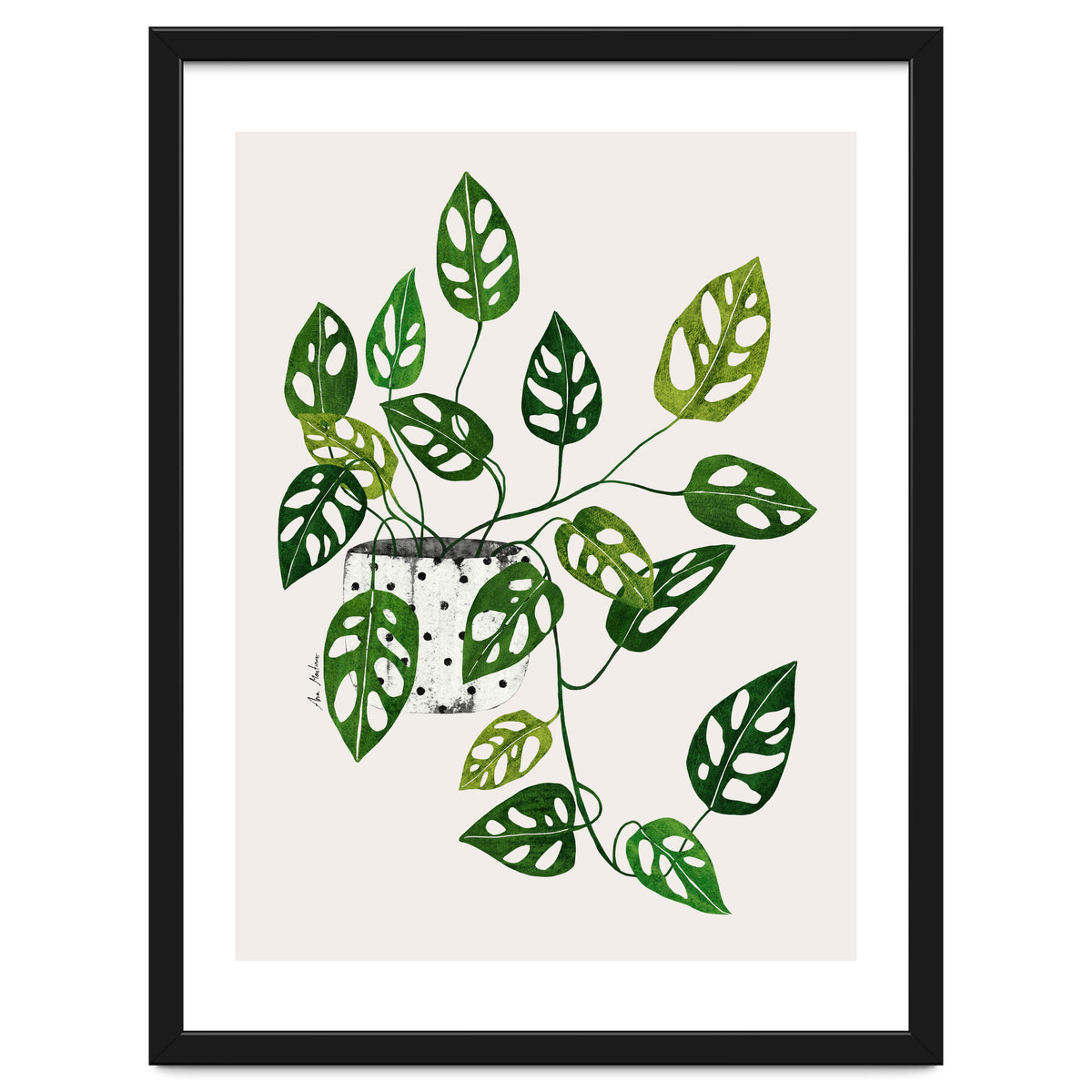 Monstera Obliqua Plant