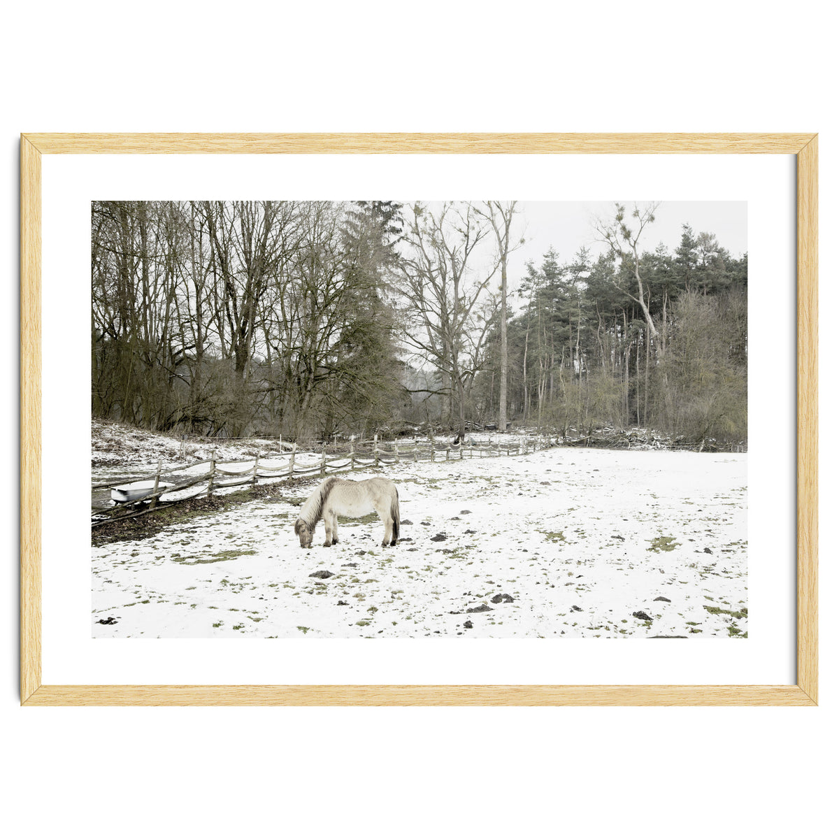 White horse in the snow field