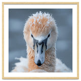 Majestic Swan Covered In Frost And Snow thumbnail