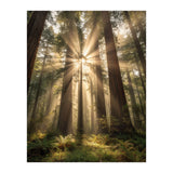 Ethereal Redwood Sanctuary: Sunbeams in the Ancient Forest (Print Only) thumbnail