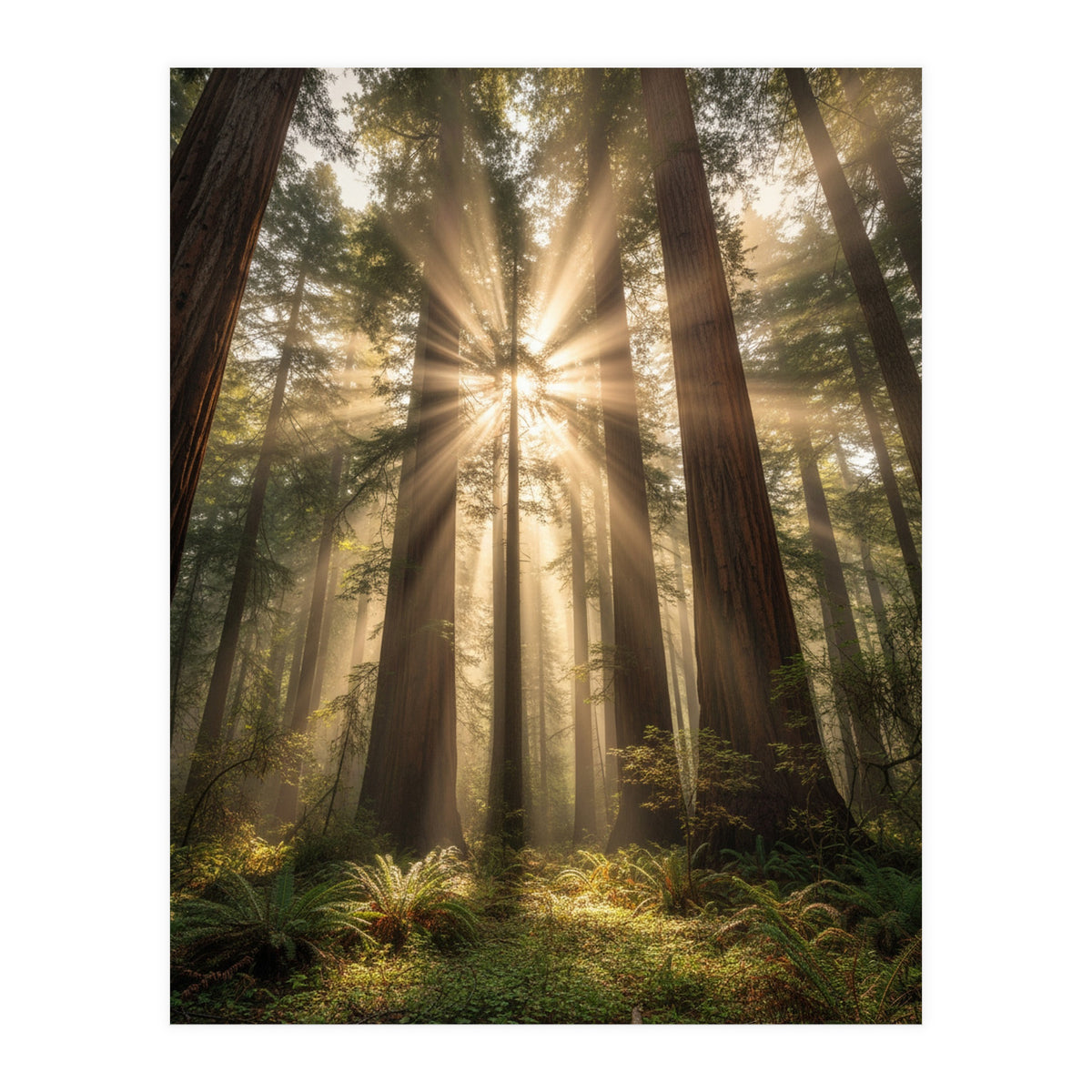 Ethereal Redwood Sanctuary: Sunbeams in the Ancient Forest (Print Only)