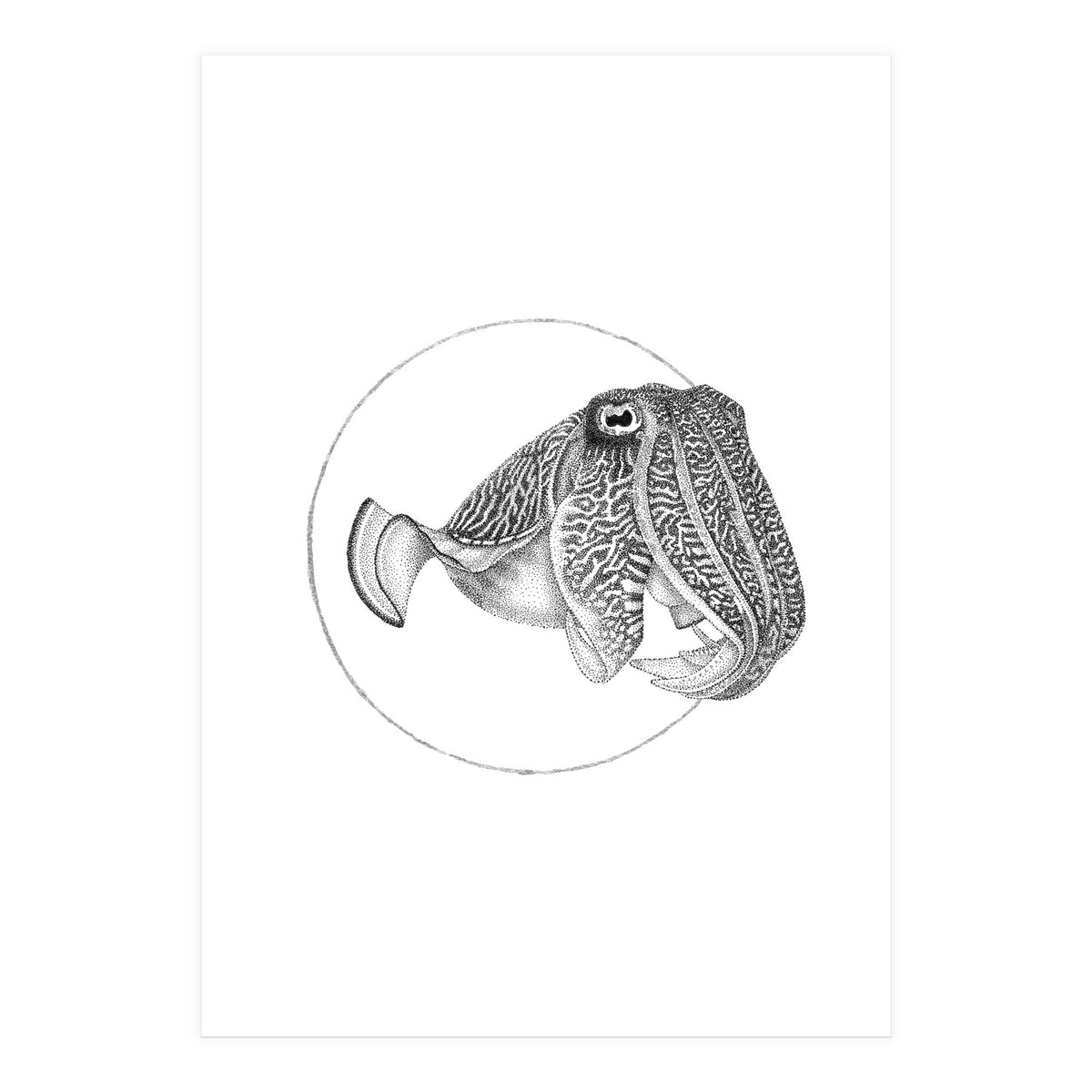The Fascinating Cuttlefish (Print Only)