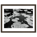 Lotus Pond | Black & White Landscape thumbnail