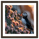 Puffin Bird On Rocks Near Pink Flowers At Sunset thumbnail