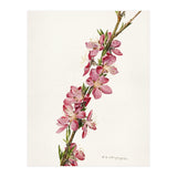 Royal Charles Steadman – Peach (Prunus persica) (1924) (Print Only) thumbnail