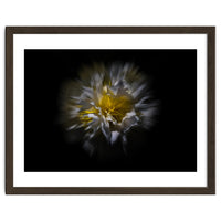 Backyard Flowers No 25 Color Flow Version