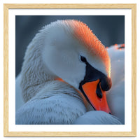 Close Up Of A White Swan With Water Droplets