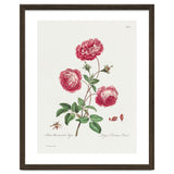 John Edwards – Larger Provence Rose (1770–1775) thumbnail