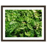 Green Arrow Head Plant Leaves thumbnail