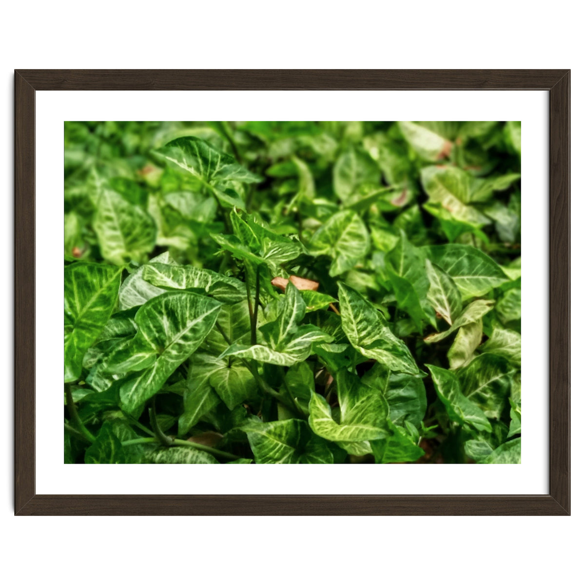 Green Arrow Head Plant Leaves