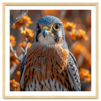 Close Up Of A Kestrel Bird Of Prey