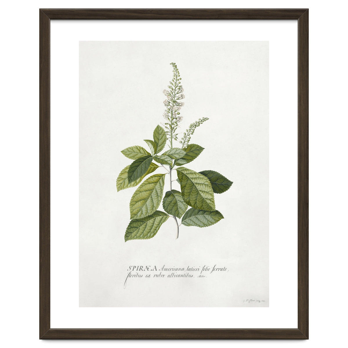 Georg Dionysius Ehret – Cinnamomum Illustration (1708–1770)