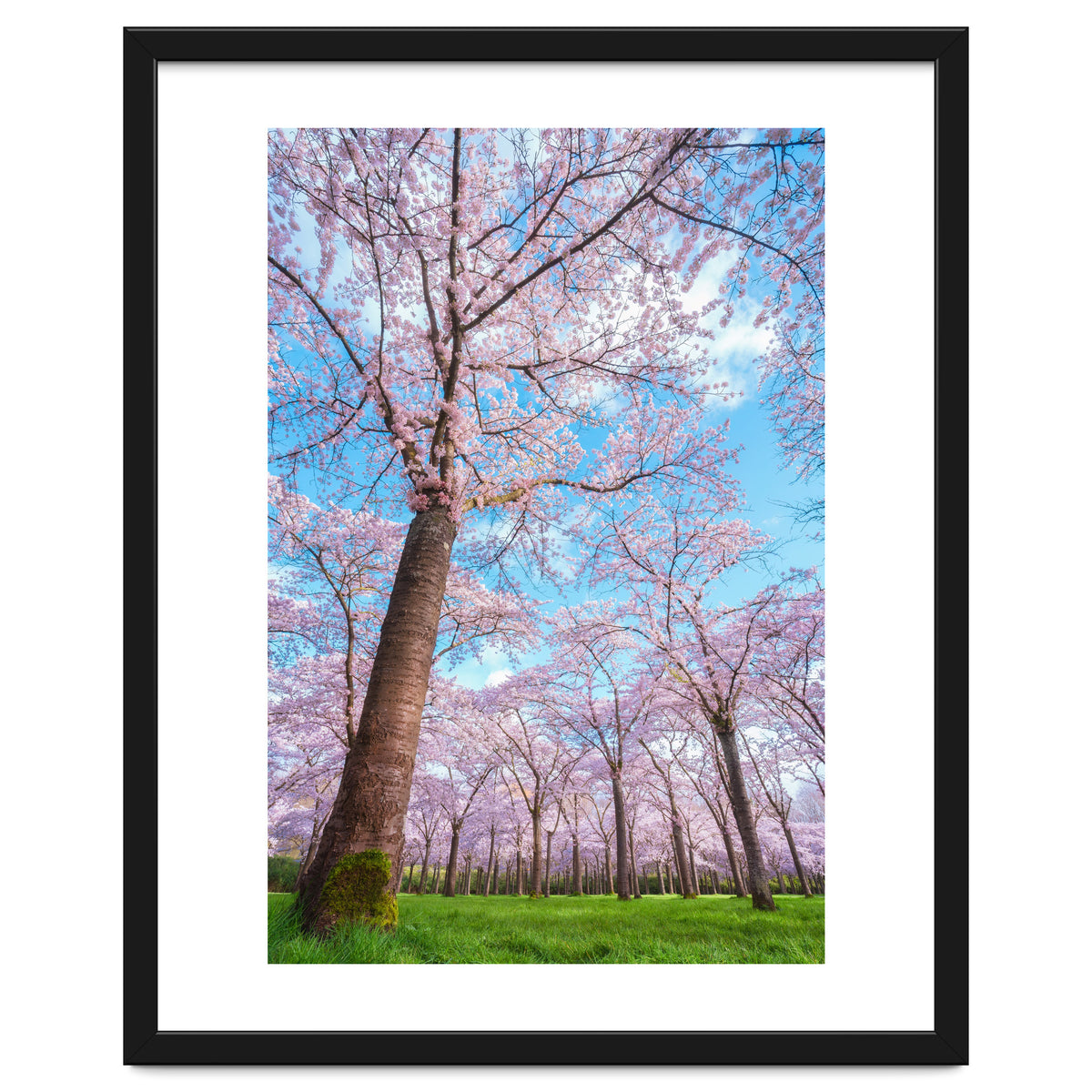 Spring in optima forma