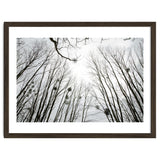 Bare trees in the winter sky thumbnail