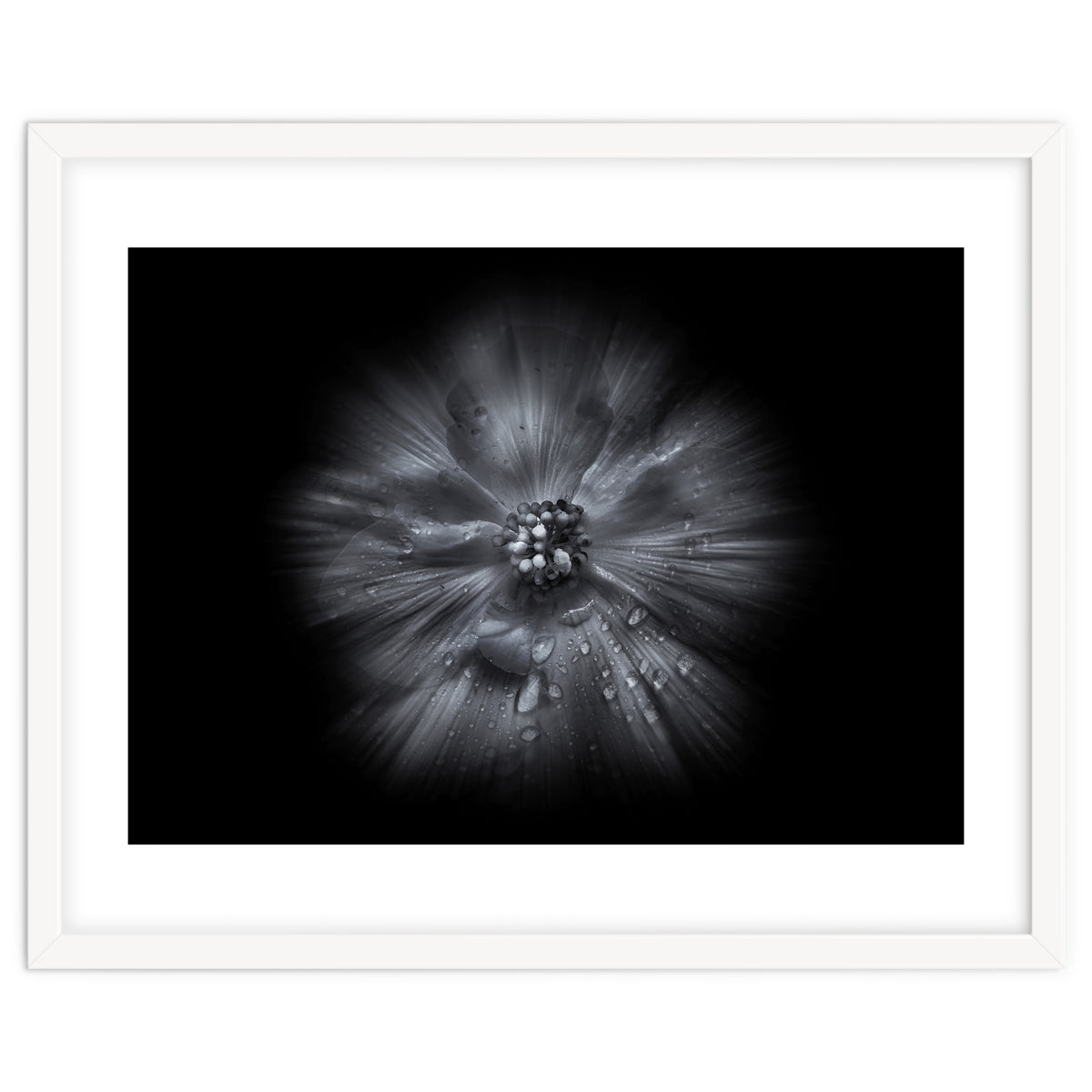 Backyard Flowers In Black And White No 66 Flow Version