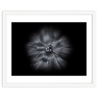 Backyard Flowers In Black And White No 66 Flow Version