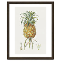 Pineapple (Hand Drawn Botanical Illustration)
