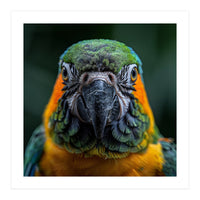 Blue And Gold Macaw Face Focused Portrait (Print Only)