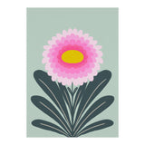 Chrysanthemum - turquoise and pink (Print Only) thumbnail