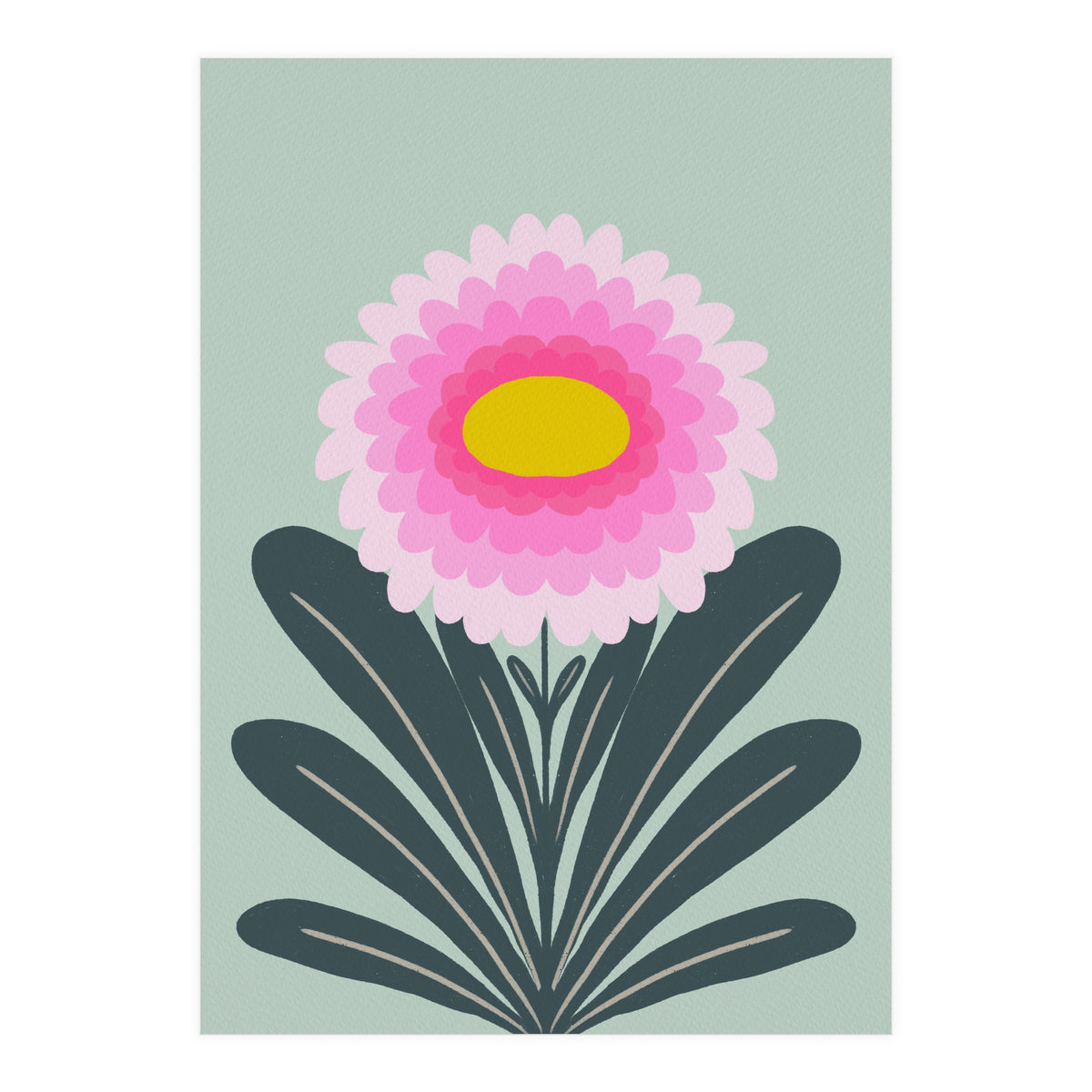 Chrysanthemum - turquoise and pink (Print Only)