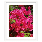 Pink Bougainvillea Flowers thumbnail