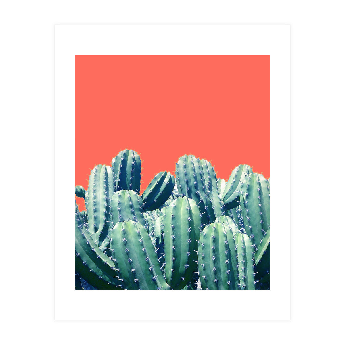 Cactus On Coral (Print Only)
