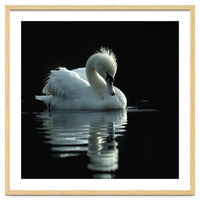 White Swan Gracefully Swimming In Dark Water
