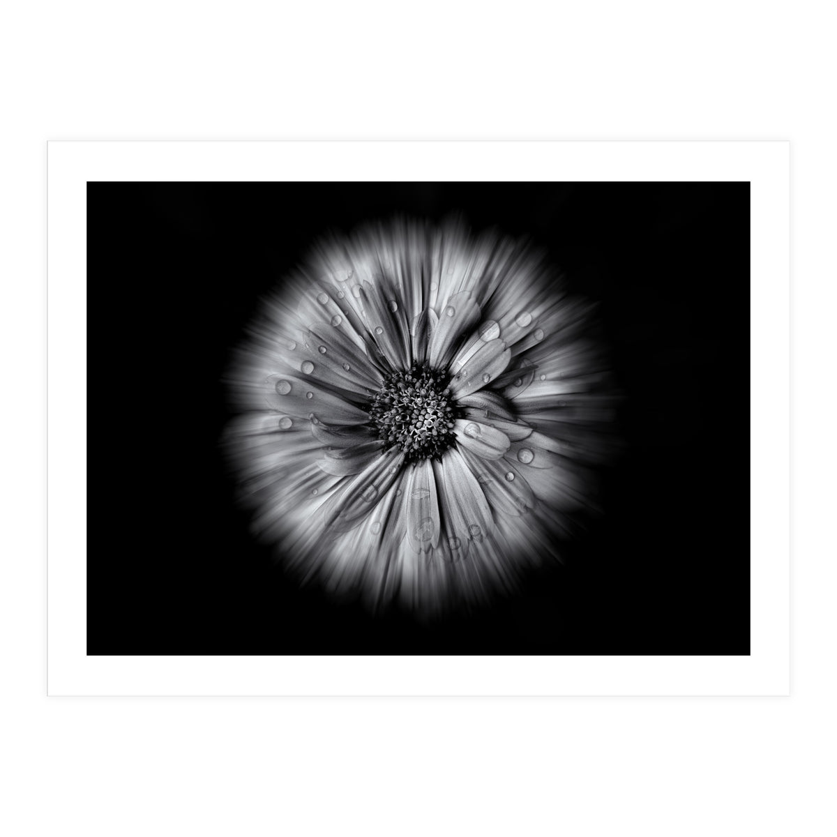 Backyard Flowers In Black And White No 10 Flow Version (Print Only)