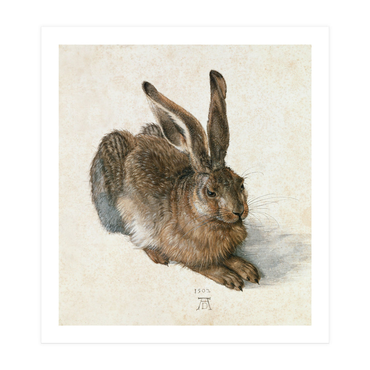 Hare-Hase. Watercolour. (Print Only)