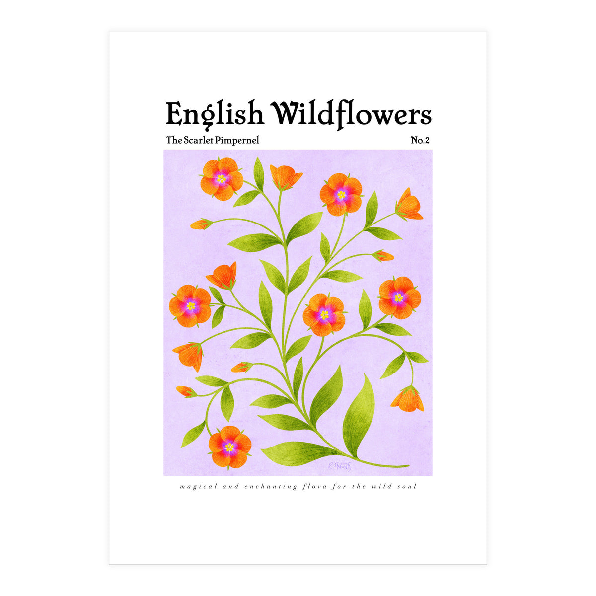 English Wildflowers | Scarlet Pimpernel  (Print Only)