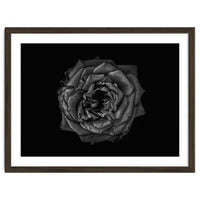 Backyard Flowers In Black And White No 110