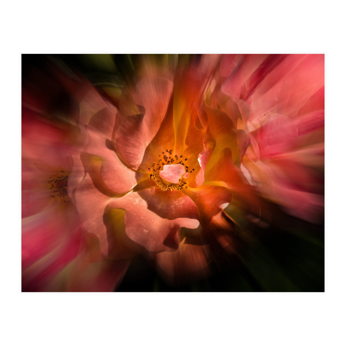 Backyard Flowers No 40 Color Flow Version (Print Only)